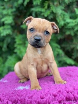 Stafordsirsky bulterier s PP- fenky a psy