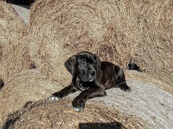 Cane Corso ihned k odběru