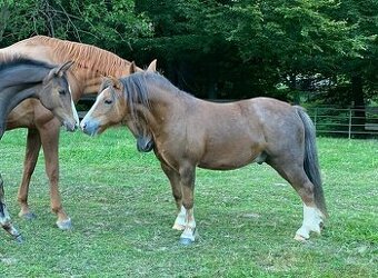 Prodáme ponyho, WMP 116 cm, 9 let