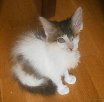 Dlouhosrstá světlá 3barevná Lucinka, 3měsíční kočička