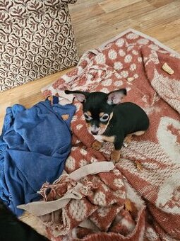 Prodám štěňě pražský krysařík pejsk bez pp cena 6000 kč