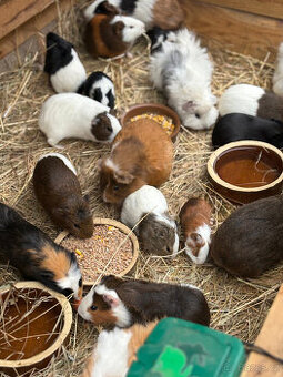 Prodám morče, morčátka 50% předvánoční sleva