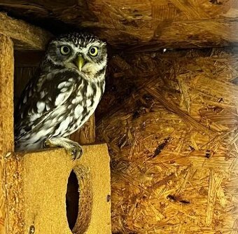 Sýček obecný 1,1 (nepříbuzný pár)