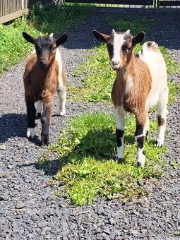 Holandské zakrslè kozy