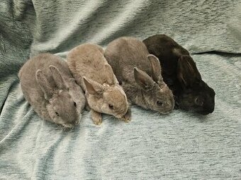 Zakrslý králíček