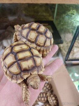 Želva ostruhatá  sulcáta