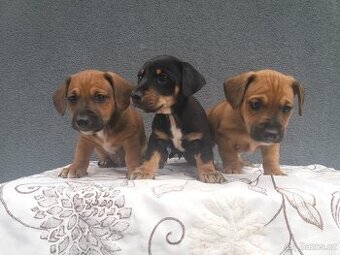 Jezevčík trpasliči