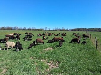 Jehňata  ZW zwartbles, VF východofríská a kříženci
