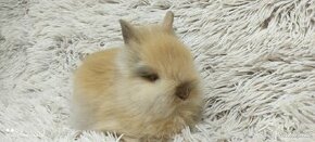 Zakrslý králík, králíček(TEDDY)-DUFFY