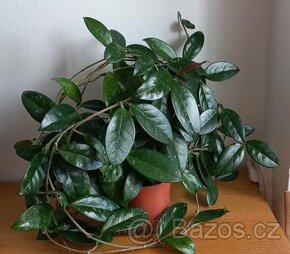 Voskovka (Hoya masitá)