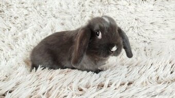 Zakrslý beránek, králíček, králík - DAN