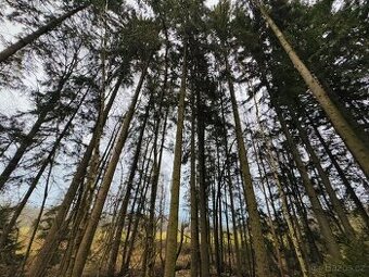 Lesní pozemek k.ú. Stojice 2467m2 SLEVA