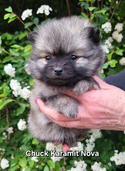 Německý špic trpasličí, není to pomeranian s PP FCI