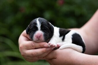 Landseer štěňata s PP - 1