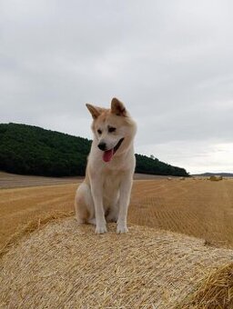 Akita Inu - 1