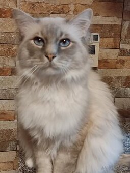 Kocourek Ragdoll ke krytí