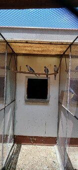 Prodám rozela penant modrý letošní odchov