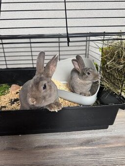 Zakrslí králíci  (Rex )