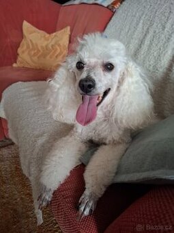 Daruji  do dobrých rukou