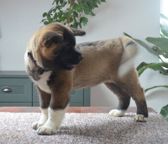 Americká Akita štěně s pp prodám