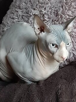 KANADSKÝ SPHYNX