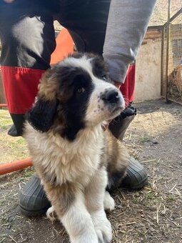 kavkazský pastevecký pes