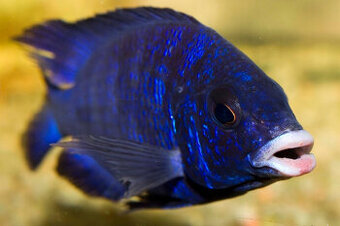 Placidochromis phenochilus Mdoka “White Lips”