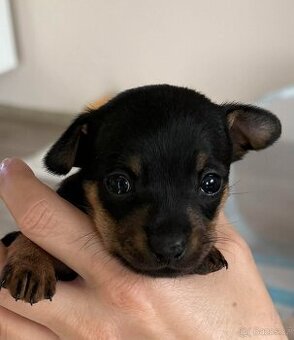 Pražský krysařík - mini