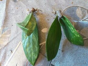 Zamioculcas variegata