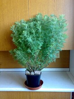 Pelyněk brotan - Artemisia abrotanum - tříletý keř