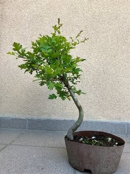 Bonsai, Bonsaj, jamadori, hloh