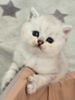 Britská koťata chinchilla