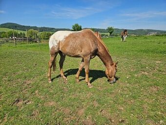 Appaloosa valach 3 roky