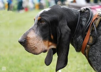 Velký gaskonský pes s PP FCI jako bracco italiano bloodhound