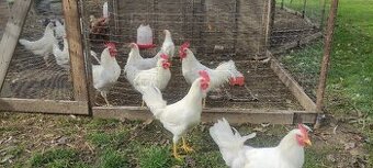 Kohouti leghorn