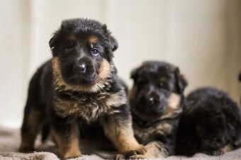 Německý ovčák s PP