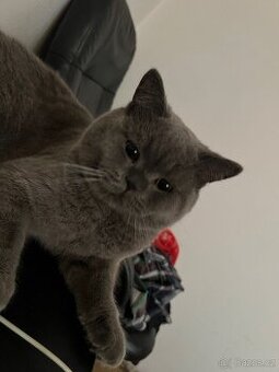 Krytí britský kocour