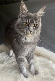 Mainská mývalí s pp