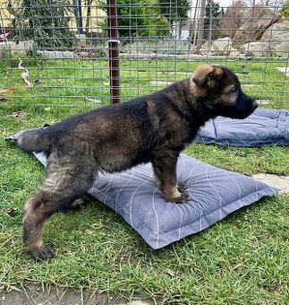Německý ovčák- poslední volný štěně pejsek