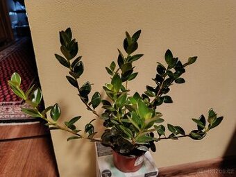 Nematanthus gregarius