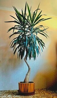 Juka obrovská XXL, velká pokojová rostlina - 1