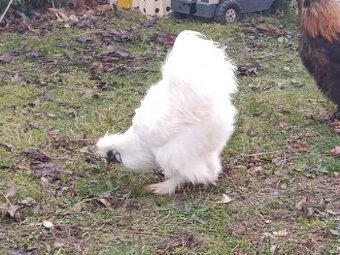 Hedvabnička zdrobnělá