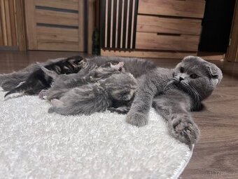 Britská krátkosrstá kočička