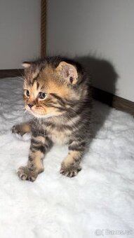 Britská krátkosrstá kočička