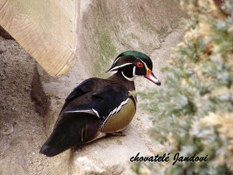 Kachničky karolinské