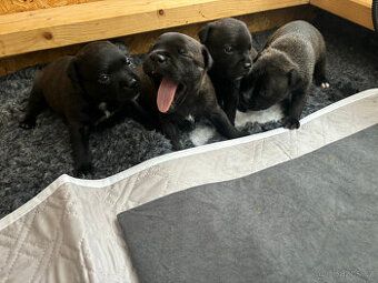 Stafordšírský bulteriér s PP