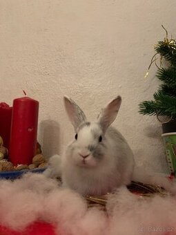 Zakrslí králíci 💖