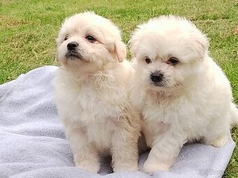 Prodám 2 bílé pomapoo