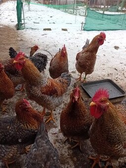 Bielefeldka rodobarvá velká