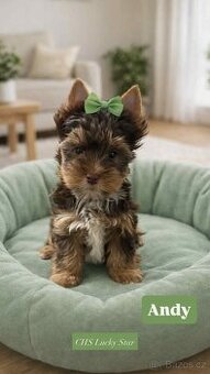 Jorkšírský teriér  - Brno